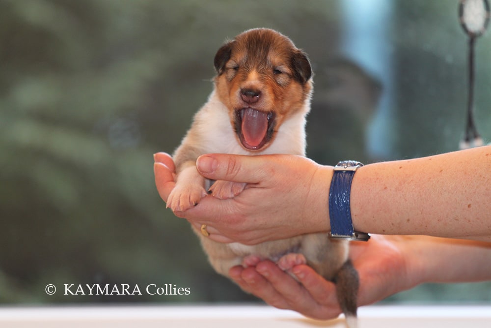 Colliewelpe auf der Hand